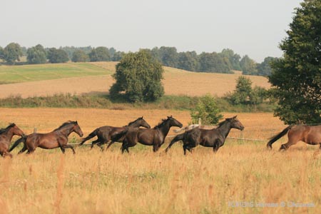 2009_08_Tordis_Horses127