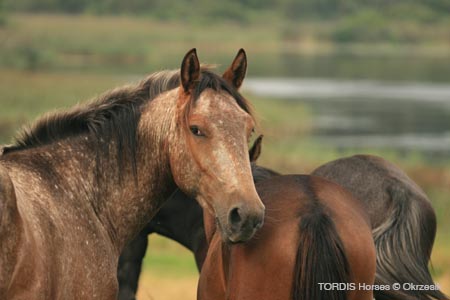2009_08_Tordis_Horses129