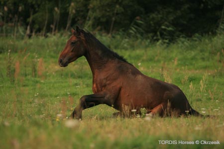 2009_08_Tordis_Horses134