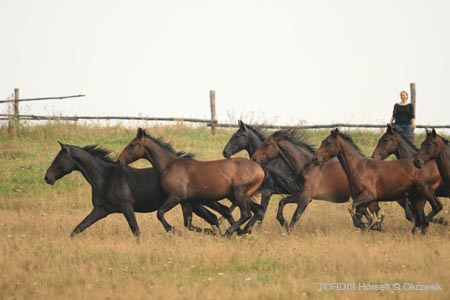 2009_08_Tordis_Horses137