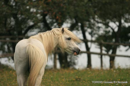 2009_08_Tordis_Horses141
