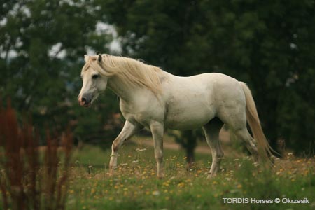 2009_08_Tordis_Horses142