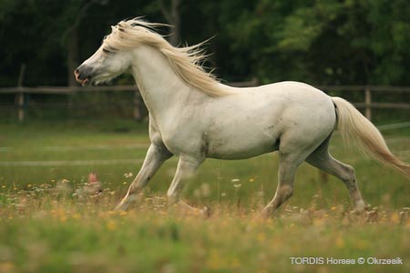 2009_08_Tordis_Horses144
