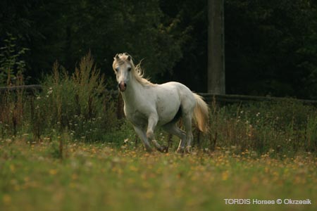 2009_08_Tordis_Horses146