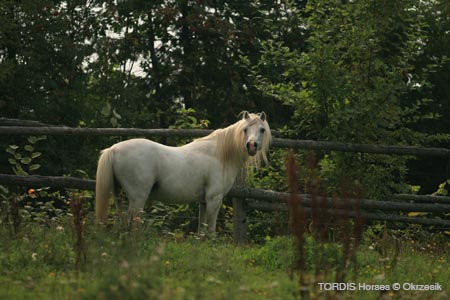 2009_08_Tordis_Horses147