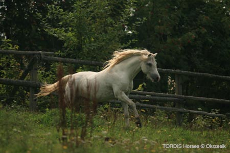 2009_08_Tordis_Horses148