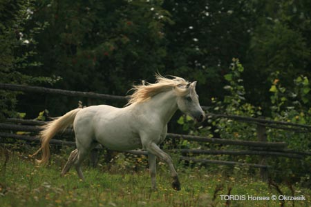 2009_08_Tordis_Horses149