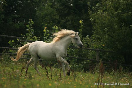 2009_08_Tordis_Horses150