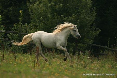 2009_08_Tordis_Horses151