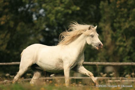 2009_08_Tordis_Horses152