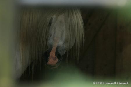2009_08_Tordis_Horses153