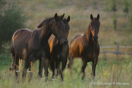 2009_08_Tordis_Horses2_004