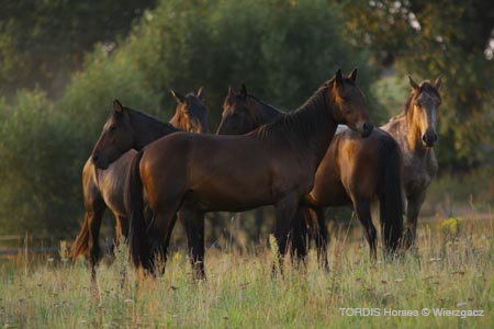 2009_08_Tordis_Horses2_011