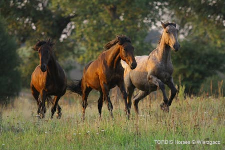 2009_08_Tordis_Horses2_012
