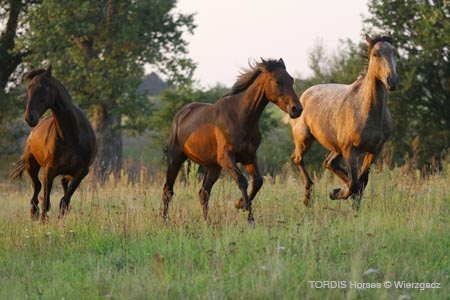 2009_08_Tordis_Horses2_013