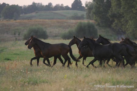 2009_08_Tordis_Horses2_014