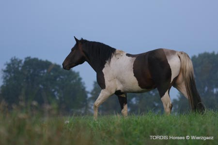 2009_08_Tordis_Horses2_020