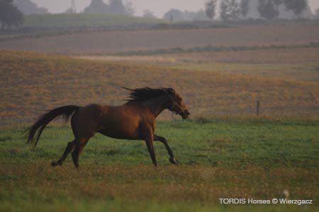 2009_08_Tordis_Horses2_024