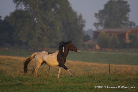 2009_08_Tordis_Horses2_025