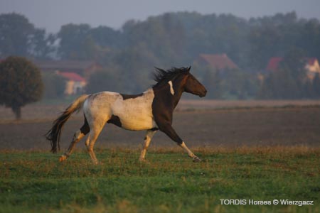 2009_08_Tordis_Horses2_026
