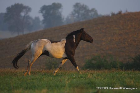 2009_08_Tordis_Horses2_027