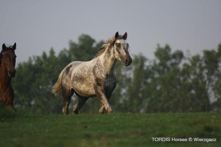 2009_08_Tordis_Horses2_033