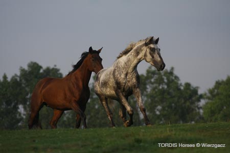 2009_08_Tordis_Horses2_034