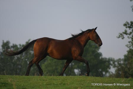 2009_08_Tordis_Horses2_038