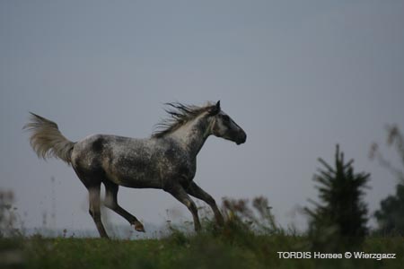 2009_08_Tordis_Horses2_040