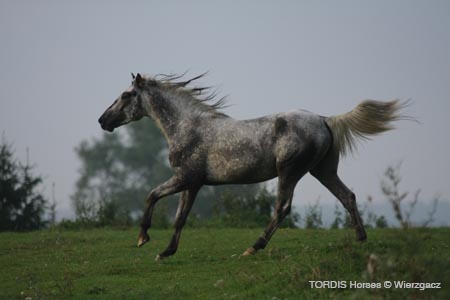 2009_08_Tordis_Horses2_042
