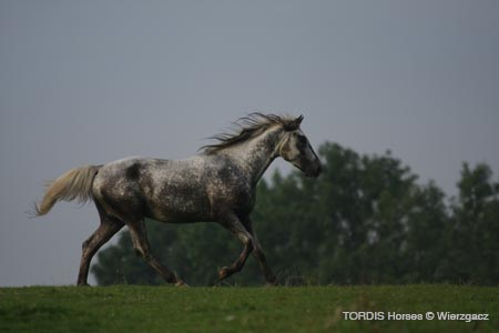2009_08_Tordis_Horses2_044