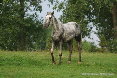 2009_08_Tordis_Horses2_045