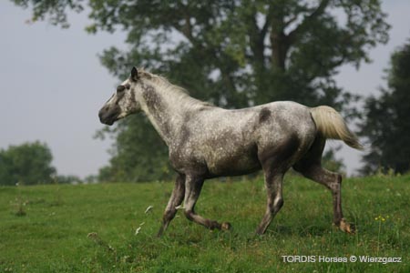2009_08_Tordis_Horses2_046