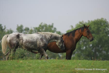 2009_08_Tordis_Horses2_047