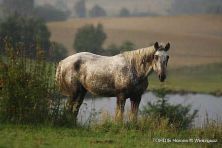 2009_08_Tordis_Horses2_049