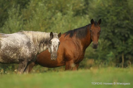 2009_08_Tordis_Horses2_052