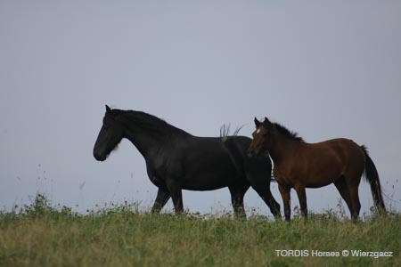 2009_08_Tordis_Horses2_053