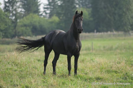 2009_08_Tordis_Horses2_063