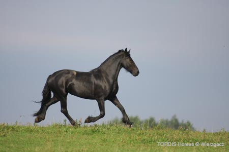2009_08_Tordis_Horses2_067