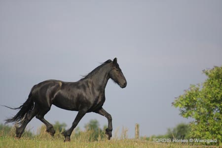 2009_08_Tordis_Horses2_069