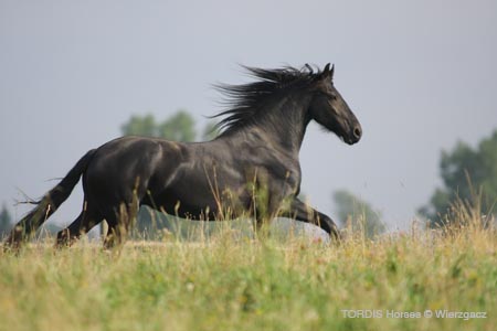 2009_08_Tordis_Horses2_074