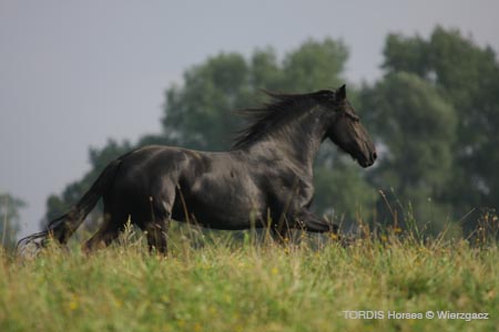 2009_08_Tordis_Horses2_075