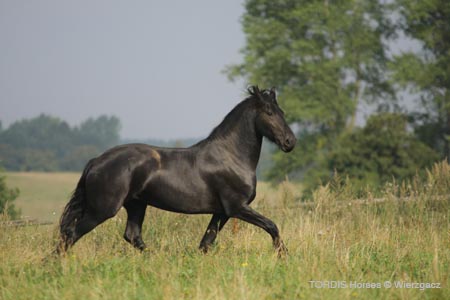 2009_08_Tordis_Horses2_077