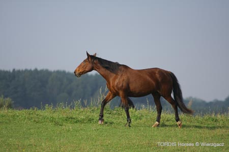 2009_08_Tordis_Horses2_079