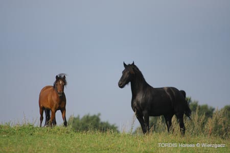 2009_08_Tordis_Horses2_081