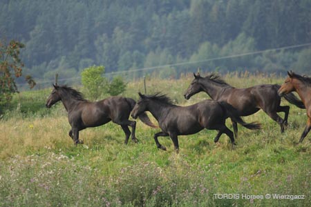 2009_08_Tordis_Horses2_090