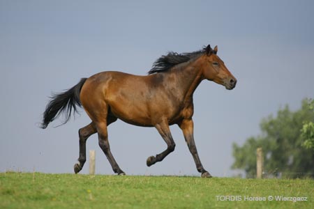2009_08_Tordis_Horses2_095