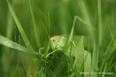2009_08_Tordis_Horses2_096