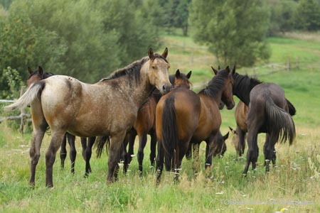 2009_08_Tordis_Horses2_097
