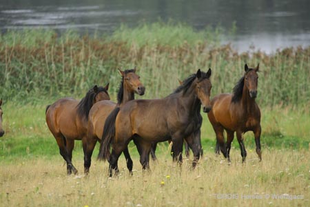 2009_08_Tordis_Horses2_098